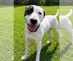 Small American Pit Bull Terrier Mix
