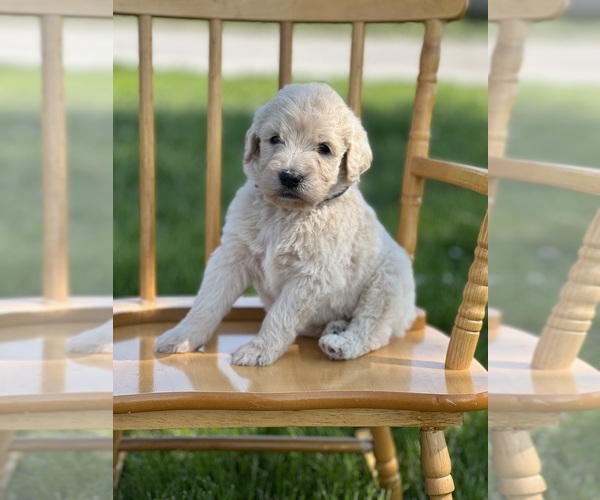 Medium Photo #27 Goldendoodle Puppy For Sale in MARYVILLE, MO, USA