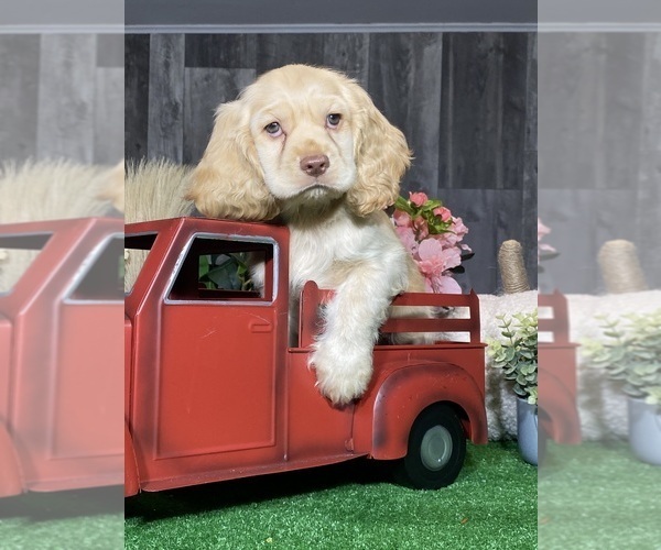 Medium Photo #1 Cocker Spaniel Puppy For Sale in CANOGA, NY, USA