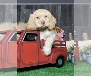 Cocker Spaniel Puppy for Sale in CANOGA, New York USA