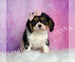 Small #3 Cavalier King Charles Spaniel