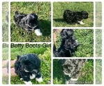 Image preview for Ad Listing. Nickname: Bootsie
