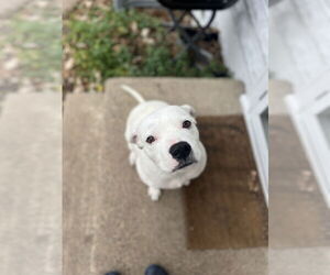 American Bulldog-Unknown Mix Dogs for adoption in St. Louis Park, MN, USA