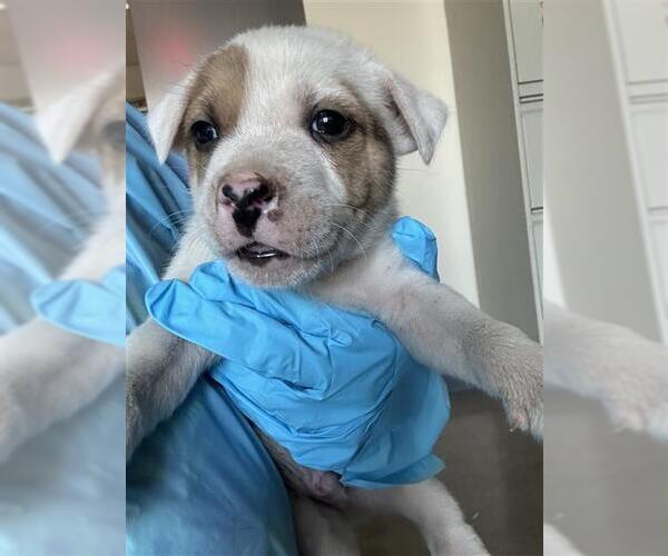 Medium Photo #1 Mutt Puppy For Sale in San Antonio, TX, USA