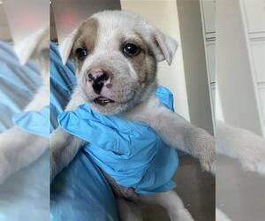 Mutt Dogs for adoption in San Antonio, TX, USA