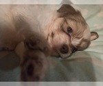 Small #22 Maltipom-Pomeranian Mix