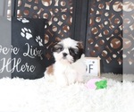 Small #2 Shih Tzu