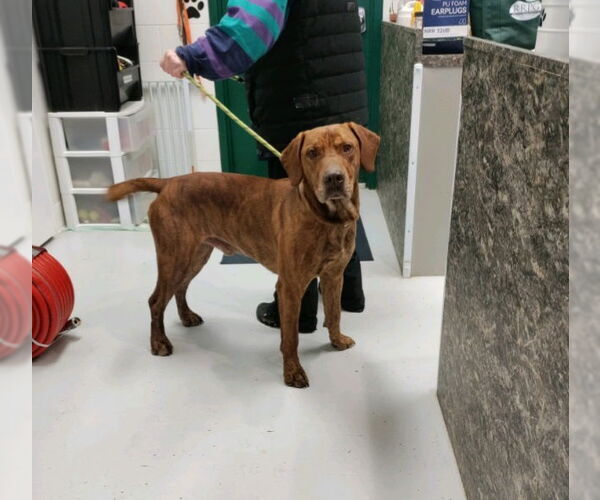 Medium Photo #1 Plott Hound Puppy For Sale in Mt. Gilead, OH, USA