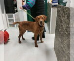 Small Plott Hound