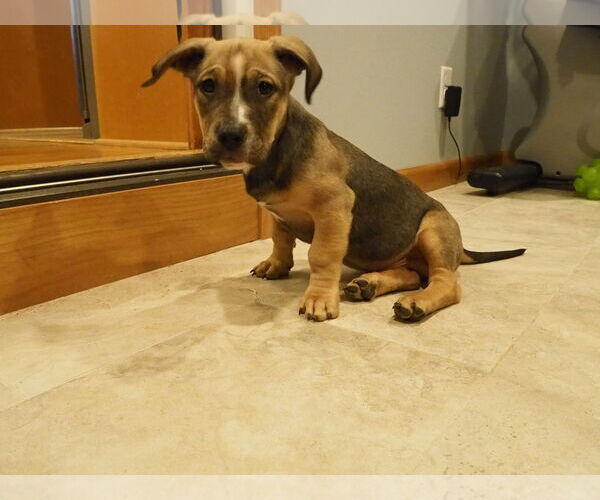 Medium Photo #1 Labrador Retriever-Unknown Mix Puppy For Sale in St. Louis Park, MN, USA