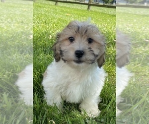 ShihPoo Puppy for sale in CANOGA, NY, USA