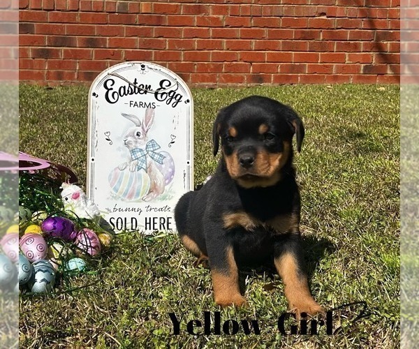Medium Photo #2 Rottweiler Puppy For Sale in MARION, SC, USA