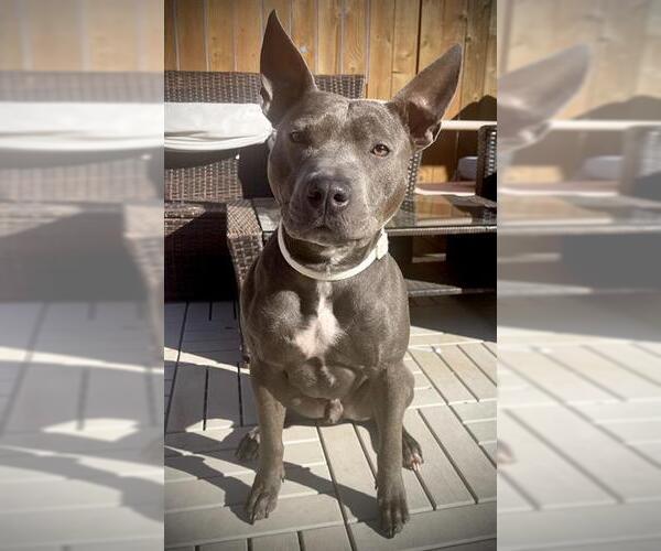 Medium Photo #2 Mutt Puppy For Sale in Rosenberg, TX, USA