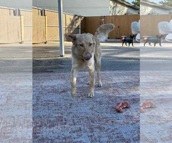 Medium Photo #10 Retriever -Unknown Mix Puppy For Sale in Sandy, UT, USA