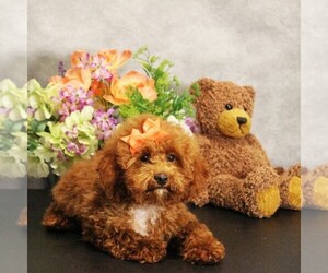 Poodle (Toy) Litter for sale in COATESVILLE, PA, USA
