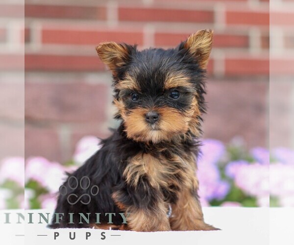 Medium Photo #3 Yorkshire Terrier Puppy For Sale in REINHOLDS, PA, USA