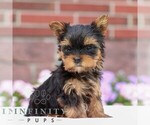 Small #2 Yorkshire Terrier