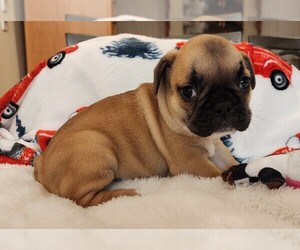 French Bulldog Puppy for sale in CAPE CORAL, FL, USA