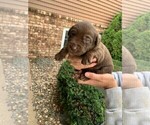 Small Photo #7 Labrador Retriever Puppy For Sale in ATHENS, WI, USA