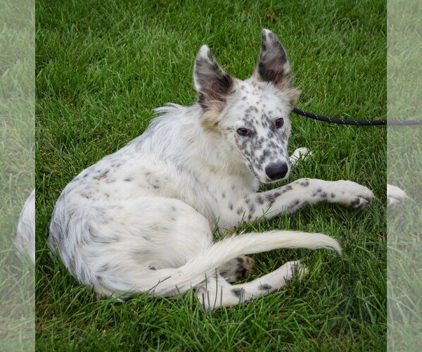 Medium Photo #4 Australian Shepherd Puppy For Sale in Huntley, IL, USA