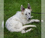 Small #3 Australian Shepherd