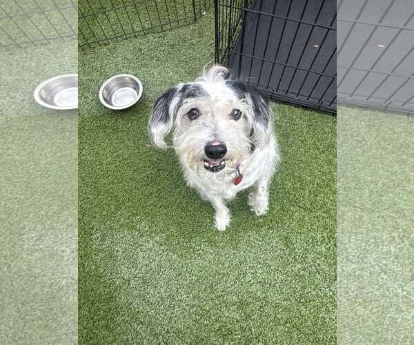 Medium Photo #3 Mutt Puppy For Sale in Tempe , AZ, USA