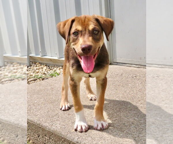 Medium Photo #2 Catahoula Leopard Dog Puppy For Sale in GILBERTS, IL, USA