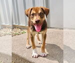 Small #1 Catahoula Leopard Dog