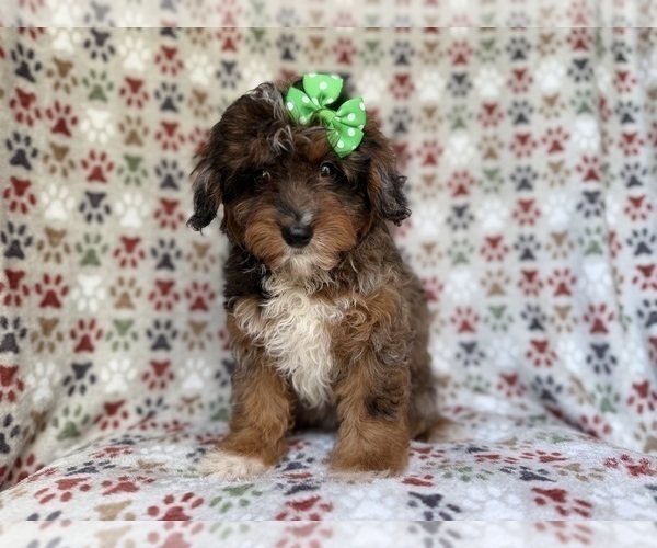 Medium Photo #4 Aussiedoodle Miniature  Puppy For Sale in LAKELAND, FL, USA