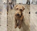 Small #3 Airedale Terrier
