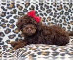 Small #5 Cavapoo