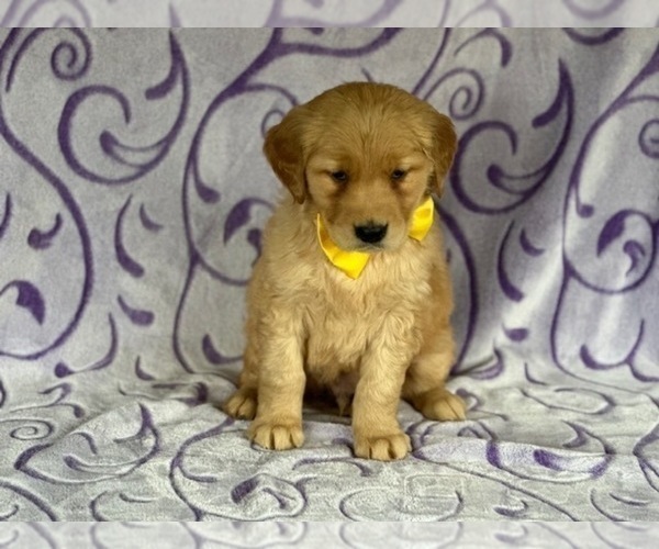 Medium Photo #2 Golden Retriever Puppy For Sale in LANCASTER, PA, USA