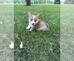 Small Photo #21 Pembroke Welsh Corgi Puppy For Sale in MILFORD, IN, USA