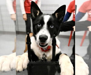 Mutt Dogs for adoption in Wakefield, RI, USA