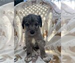 Small Photo #1 Poodle (Standard) Puppy For Sale in Pacolet, SC, USA