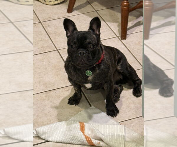Medium Photo #3 French Bulldog-Unknown Mix Puppy For Sale in Studio City, CA, USA