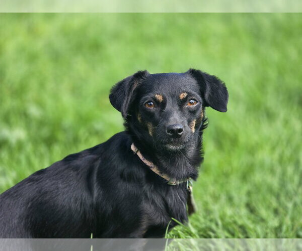 Medium Photo #2 Chiweenie Puppy For Sale in Sandy, UT, USA
