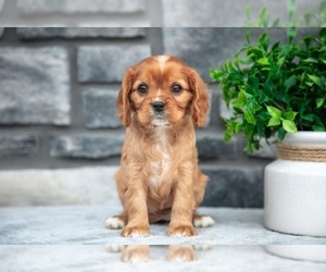 Cavalier King Charles Spaniel Litter for sale in GORDONVILLE, PA, USA