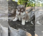 Small #2 Pomsky