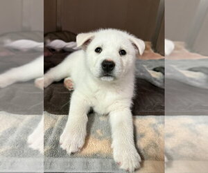 Siberian Husky-Unknown Mix Dogs for adoption in Calgary, Alberta, Canada