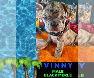 French Bulldog Puppy for sale in HEATHROW, FL, USA
