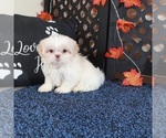 Small #3 Shih Tzu