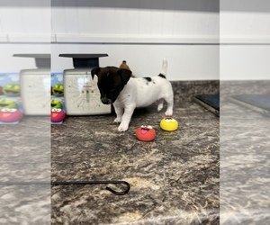 Jack Russell Terrier Puppy for sale in BELLE, MO, USA
