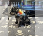 Small #3 Schnauzer (Miniature)
