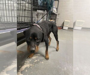 Rottweiler Dogs for adoption in Stockton, CA, USA