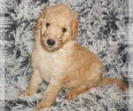 Image preview for Ad Listing. Nickname: apricot