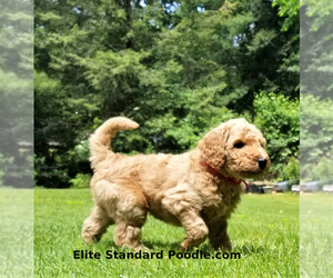Poodle (Standard) Puppy for sale in WILSON, CT, USA