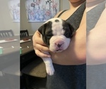 Small Photo #4 American Bully Puppy For Sale in NAUGATUCK, CT, USA