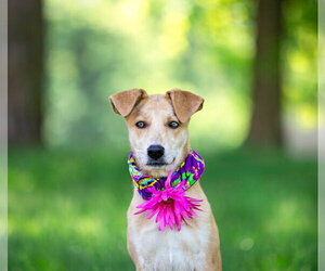 Mutt Dogs for adoption in Unionville, PA, USA