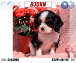 Small Photo #24 Cavalier King Charles Spaniel Puppy For Sale in GOSHEN, IN, USA